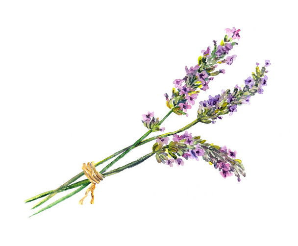 Lavender flowers. Water color hand painted illustration - Photo, image