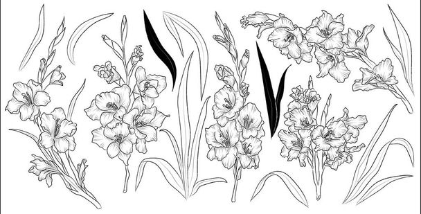 Set of hand drawn flower gladiolus and leaves. Isolated vector. Black outline plant on white background. - Вектор,изображение