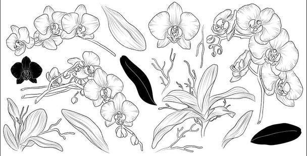 Set von handgezeichneten Blume Orchidee und Blätter. Isolierter Vektor. Schwarze Umrisspflanze auf weißem Hintergrund. - Vektor, Bild