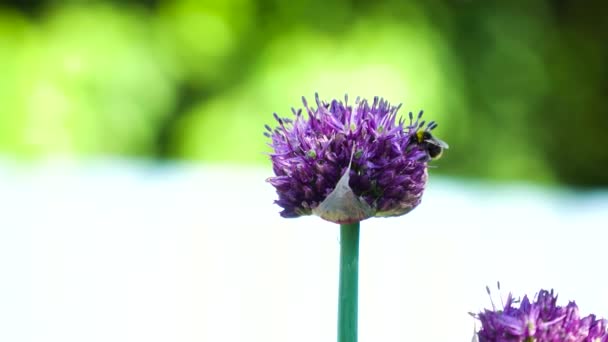 Bumble-bee siedzi na dzikim kwiecie. - Materiał filmowy, wideo