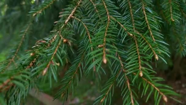Un primer plano de una rama de abeto verde en crecimiento - Metraje, vídeo