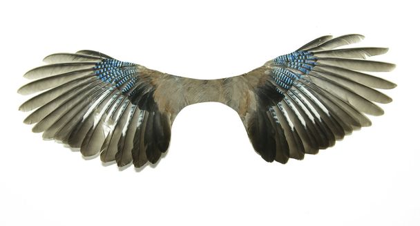 Paire d'ailes
 - Photo, image