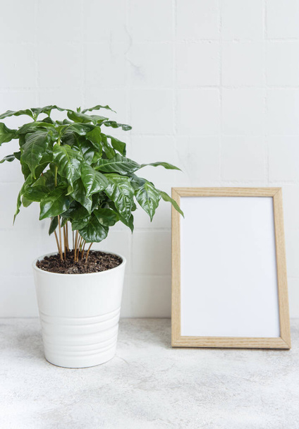 Sprouts of coffee plant tree in a pot on the table and mock up poster fram - Φωτογραφία, εικόνα