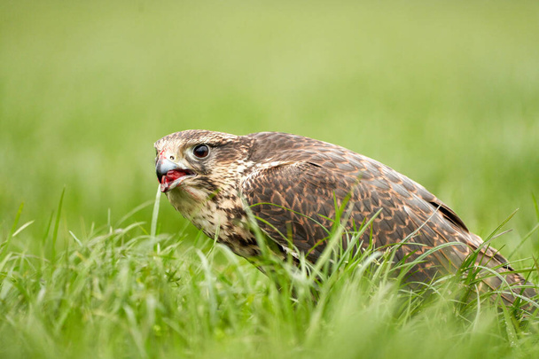 Close-up van een buizerd roofvogel, snavel open, zit in het gras met bloed in zijn snavel - Foto, afbeelding