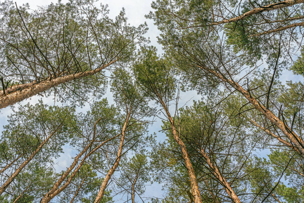 鬱蒼とした松林の真ん中にワームの目の視点。枝や葉を通して空に向かってまっすぐ見上げます。背景に空に対するパターンを作成する木にソフトフォーカス. - 写真・画像