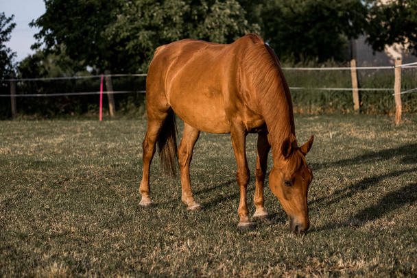 Brązowy koń wypasa trawę na ranczu w letni wieczór o zachodzie słońca. Spokojnie i spokojnie. Piękno natury. Miłość do koni.  - Zdjęcie, obraz