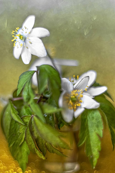 Anemone Nemorosa flower close-up on a gold background with bokeh - Photo, Image