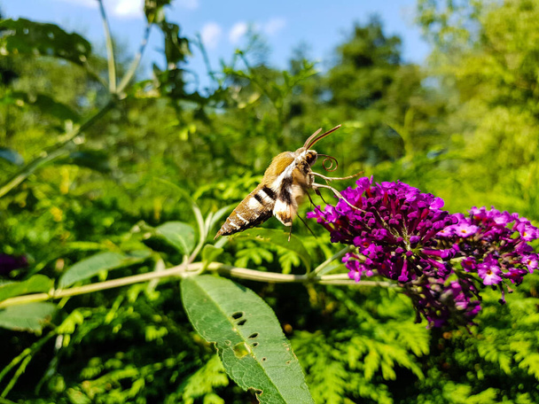 Sláma jestřábi hyles gallii na fialové motýl keř buddleja davidii - Fotografie, Obrázek