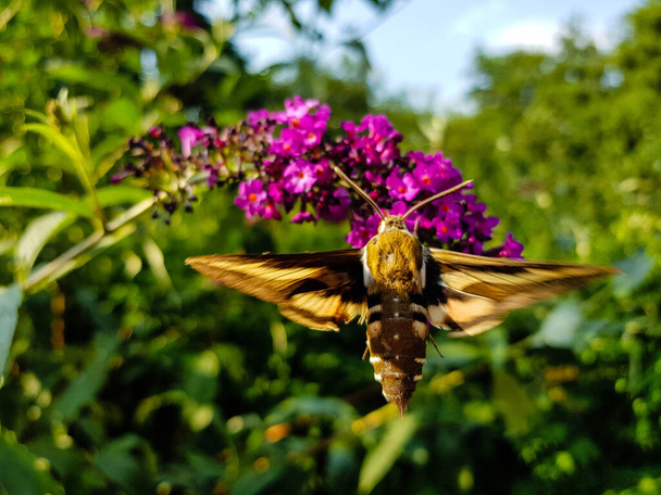 Halcones de paja Hyles gallii en el arbusto de mariposa púrpura buddleja davidii - Foto, imagen