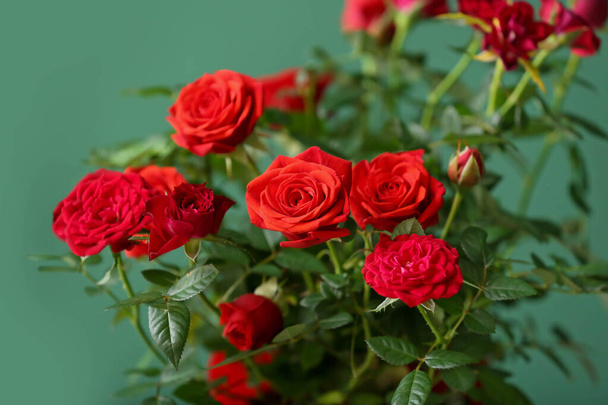 Όμορφο κόκκινο τριαντάφυλλο στην κατσαρόλα κοντά στον τοίχο χρώμα, closeup - Φωτογραφία, εικόνα