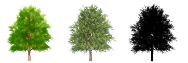 Aseta tai kokoelma Australian Willow puita, maalattu, luonnollinen ja musta siluetti valkoisella pohjalla. Konsepti tai käsitteellinen 3D-kuvitus luonnosta, ekologiasta ja säilyttämisestä, voimasta, kestävyydestä, kauneudesta - Valokuva, kuva