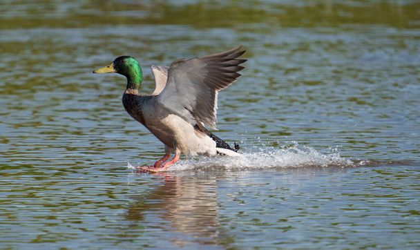 Mallard, Anas platyrhynchos, single male landing in water, Worcestershire, May 2021 - Photo, Image