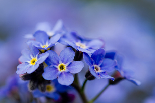 Bahçe, bahar çiçekleri spring - unut beni değil çiçek - Fotoğraf, Görsel
