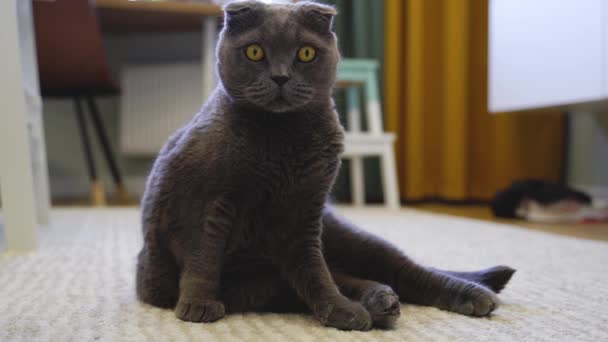 Lindo escocés plegable gato en casa - Imágenes, Vídeo