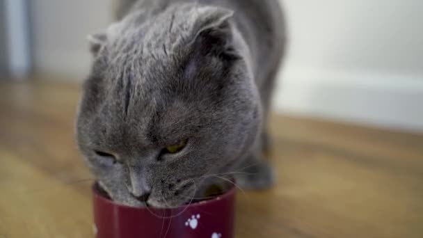 Vidéo 4k. Mignon chat écossais mange des aliments secs. Gros plan, le chat mange de la nourriture sèche dans un bol. - Séquence, vidéo