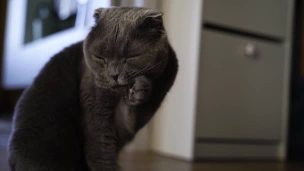 Lindo escocés plegable gato en casa - Imágenes, Vídeo