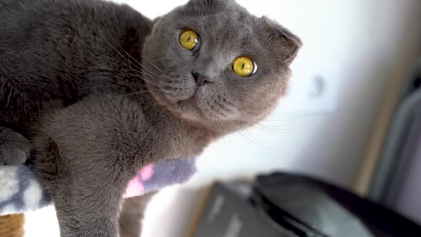 Lindo escocés plegable gato en casa - Metraje, vídeo
