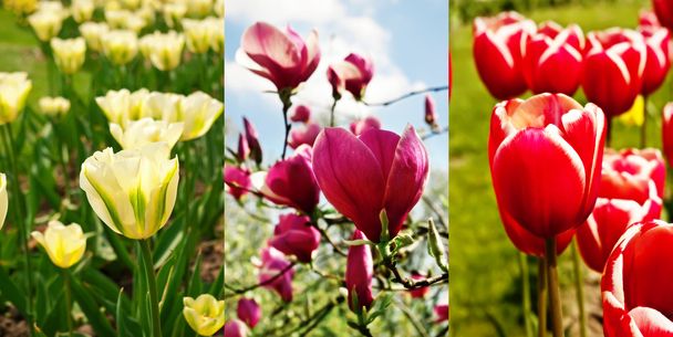Spring flowers - Foto, Bild