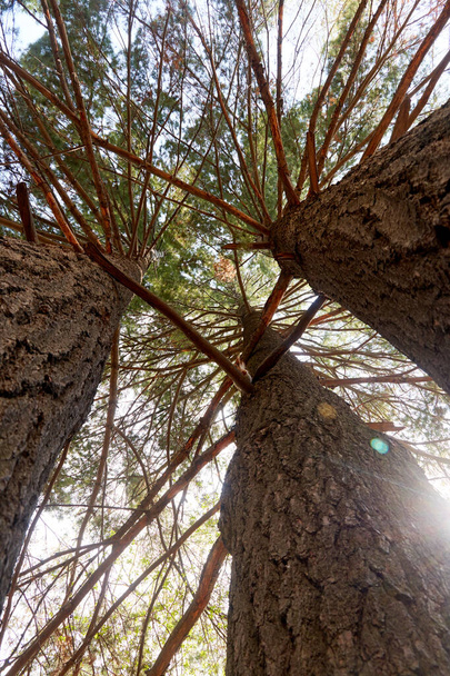 bottom view of tops of larch trees  - Photo, Image