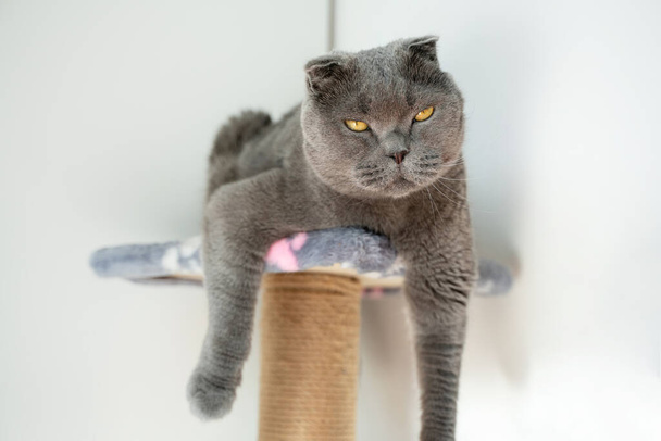 Beautiful cat Scottish Fold closed his eyes from enjoying the sun, the cat sits funny on the scratching post with his paws hanging dow - Photo, Image