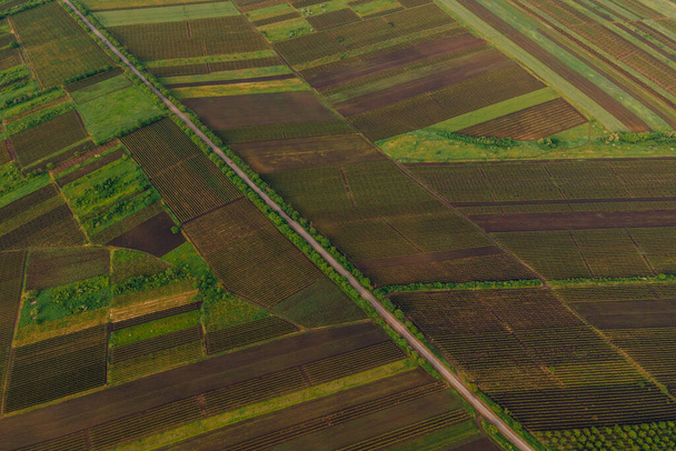 Aerial View Road Agriculture Field vineyard in Summer Day. - Φωτογραφία, εικόνα