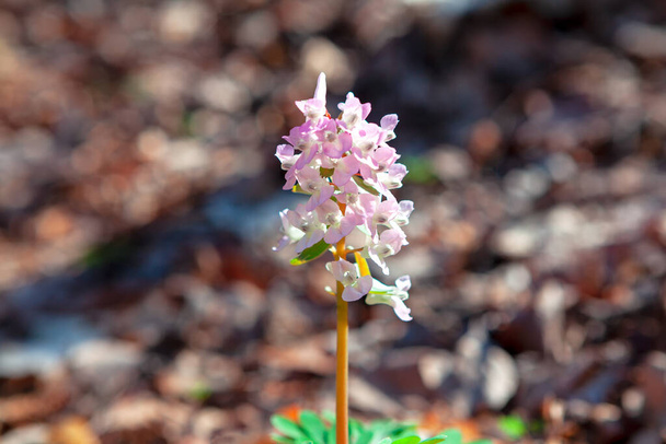Квіти Corydalis Marschalana ростуть в лісі. Весною цвітуть дикі рослини. - Фото, зображення