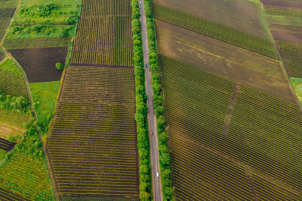 Aerial View Road Agriculture Field vineyard in Summer Day. - Photo, Image