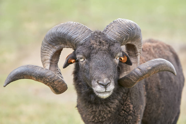 masculino preto ouessant ovelha com Grande chifres - Foto, Imagem
