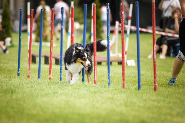 Lovely Border Collie τρέχει σλάλομ στην Τσέχικη ευκινησία ανταγωνισμού σλάλομ. Τα σκυλιά το λατρεύουν.! - Φωτογραφία, εικόνα