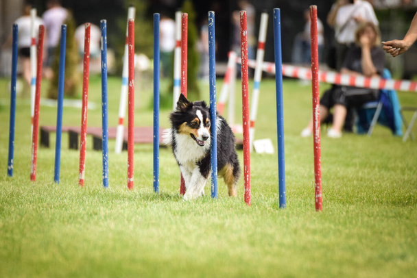 Lovely Border Collie τρέχει σλάλομ στην Τσέχικη ευκινησία ανταγωνισμού σλάλομ. Τα σκυλιά το λατρεύουν.! - Φωτογραφία, εικόνα