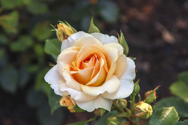 Jardín de rosas Guldemondplantsoen como monumento nacional en Boskoop en los Países Bajos con variedad de rosas Salmón Romanza - Foto, Imagen