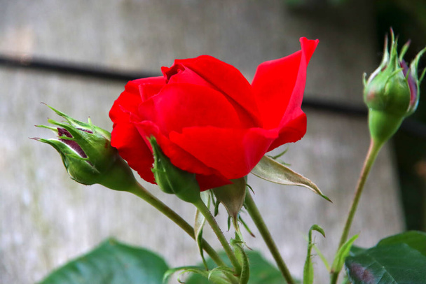 Rózsakert Guldemondplantsoen mint nemzeti emlékmű a hollandiai Boskoop-ban a Camelot rózsafajtával - Fotó, kép