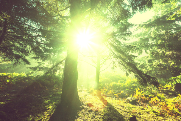 Солнечный лес
 - Фото, изображение