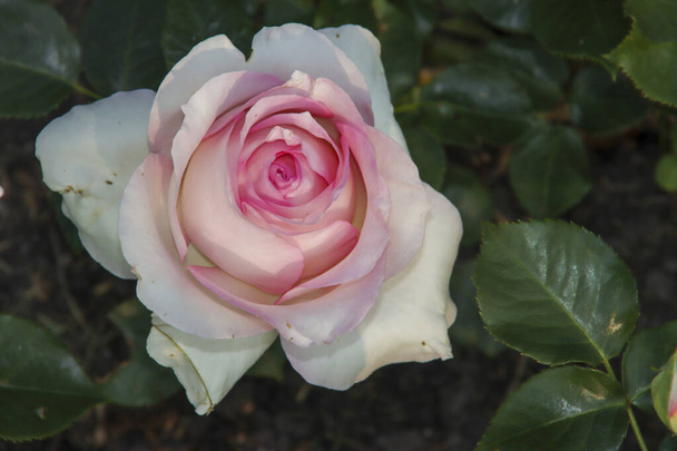 Rose garden Guldemondplantsoen as national monument in Boskoop in the Netherlands with rose variety Ragazza - Photo, Image