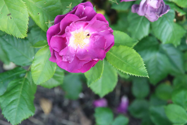 Rose garden Guldemondplantsoen as national monument in Boskoop in the Netherlands with rose variety Rhapsody in Blue - Photo, Image