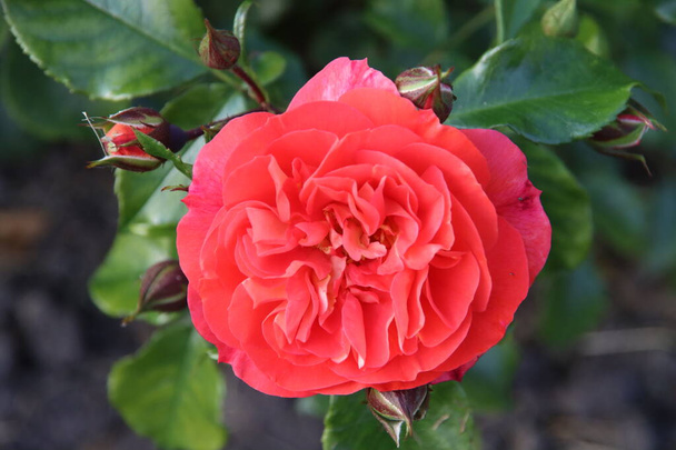 Rose garden Guldemondplantsoen as national monument in Boskoop in the Netherlands with rose variety Gebruder Grimm - Photo, Image