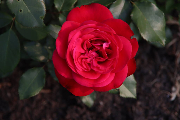 Rose garden Guldemondplantsoen as national monument in Boskoop in the Netherlands with rose variety Rouge Meilove - Photo, Image