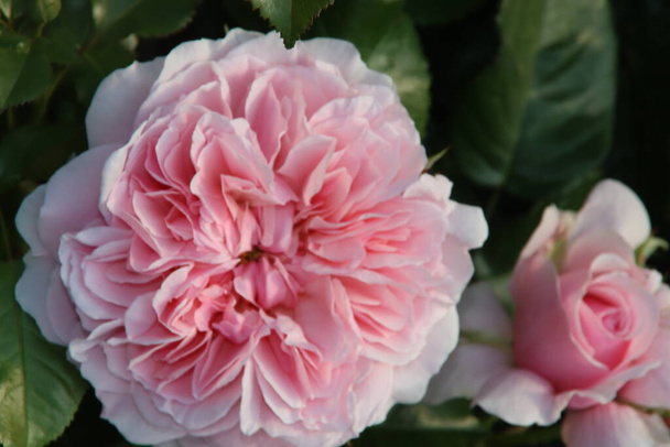 Rose garden Guldemondplantsoen as national monument in Boskoop in the Netherlands with rose variety Rosemantic Pink - Photo, Image