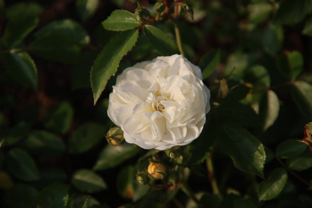 Rózsakert Guldemondplantsoen mint nemzeti emlékmű a hollandiai Boskoop-ban a La Feuillerie rózsafajtával - Fotó, kép