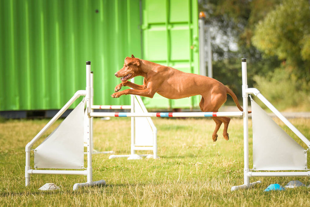 犬は敏捷性で走っている。驚くべき夜,スポーツ競技のためのプライベート敏捷性トレーニングを持っているハードル - 写真・画像