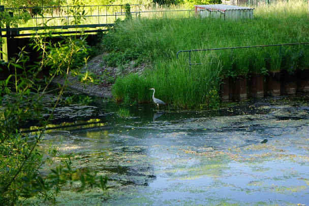 Цапля в воде реки Уле в июне. Серая цапля, Ardea cinerea, длинноногая хищная птица семейства цапли Ardeidae. Берлин, Германия  - Фото, изображение