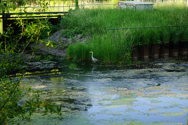 Heron in het water van de rivier de Wuhle in juni. De grijze reiger ("Ardea cinerea") is een roofvogel uit de familie Ardeidae (reigers). Berlijn, Duitsland  - Foto, afbeelding