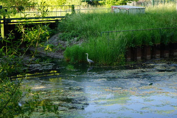 Heron in the water of the Wuhle river in June. The grey heron, Ardea cinerea, is a long-legged predatory wading bird of the heron family, Ardeidae. Berlin, Germany  - Zdjęcie, obraz