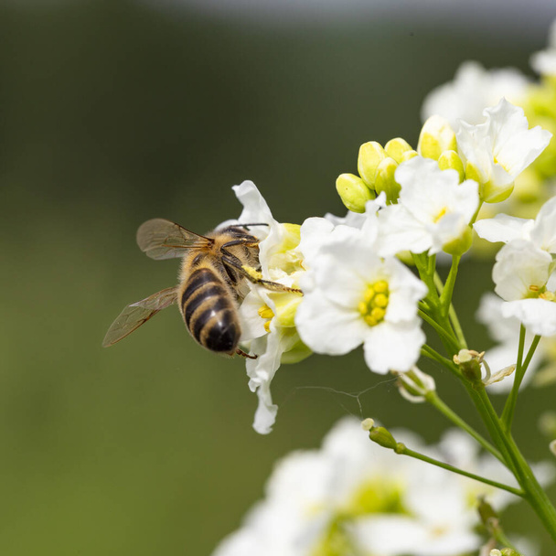 Die Biene (Apis mellifera) arbeitet an der Blüte Meerrettich (Armoracia rusticana). Meerrettich (Armoracia rusticana, syn. Cochlearia armoracia) ist eine mehrjährige Pflanze aus der Familie der Brassicaceae. - Foto, Bild
