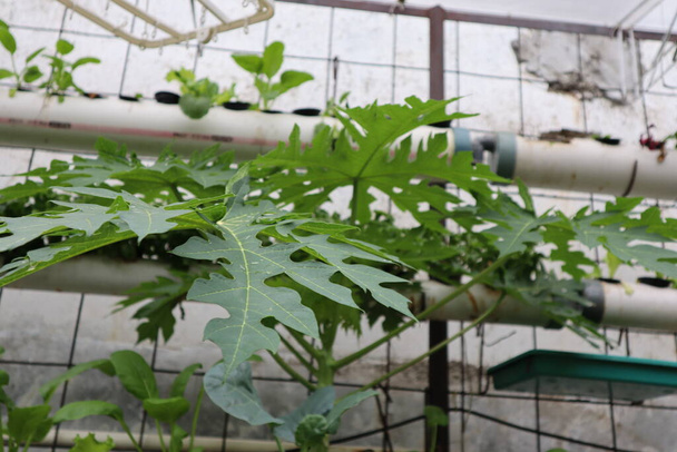 Liście papai z technikami hodowli hydroponicznej w tle - Zdjęcie, obraz