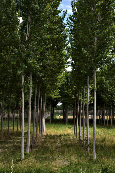 Campos con fardos de heno a lo lejos enmarcados por una plantación de abedules - Foto, imagen
