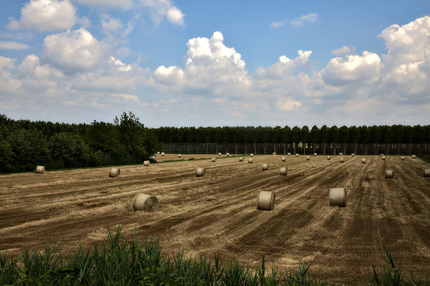 Трехэтажное поле с тюками сена граничит с березовыми деревьями плантации летом в итальянской сельской местности - Фото, изображение