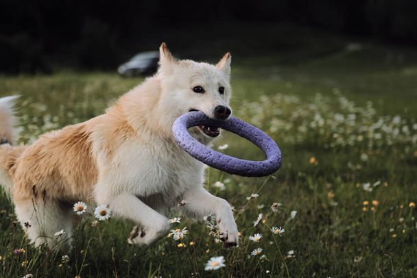 Half breed white Swiss shepherd runs through chamomile field at sunset and holds blue toy dog ring in its teeth. Mix breed dog runs fast and actively plays energetically. - Photo, Image