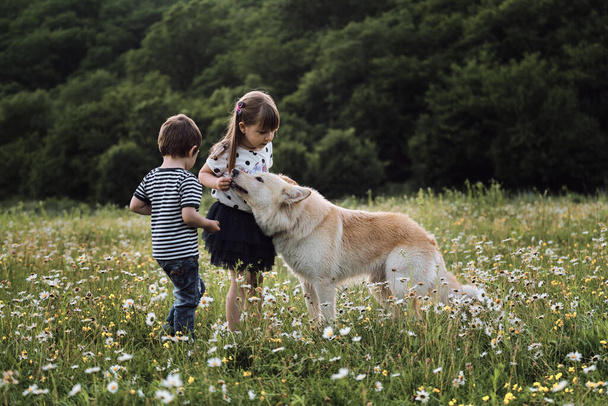 Μισή φυλή λευκό ελβετικό βοσκός και τα παιδιά περπατούν στο πεδίο χαμομήλι. Αγόρι και κορίτσι, αδελφός και αδελφή στέκονται δίπλα δίπλα στο ξέφωτο και ταΐζουν το μεγάλο χνουδωτό άσπρο σκυλί με τα χέρια τους.. - Φωτογραφία, εικόνα
