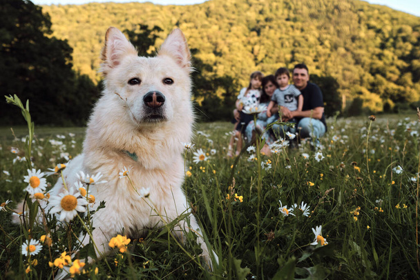 Jonge Kaukasische Europese gelukkige familie. De hond op de voorgrond is helder en scherp en de mensen achterin zijn wazig. Moeder vader dochter zoon en Groot pluizig wit hond zijn ontspannen in kamille veld in park. - Foto, afbeelding